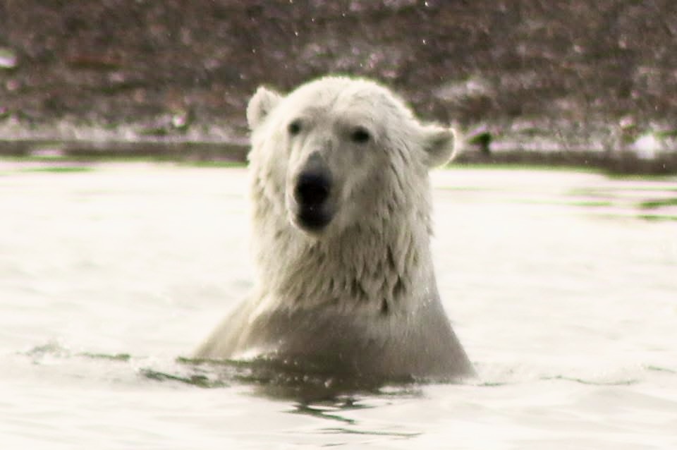 Polar bear swimming with its head and shoulders above the water near Kaktovik, Alaska